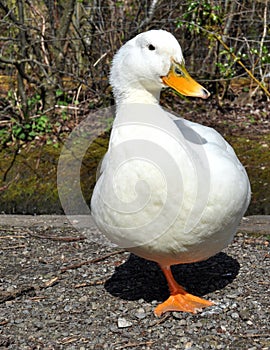 Aylesbury Duck