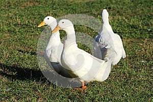 Aylesbury duck

Domestic duck breed