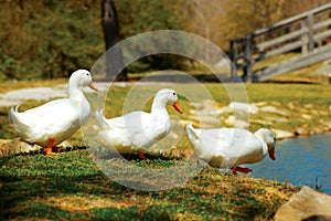 Aylesbury ducks walk to pond