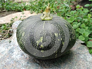 Ayote calabaza photo