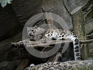 Ayoung Snow Leopard, Panthera uncia, observes the surroundings