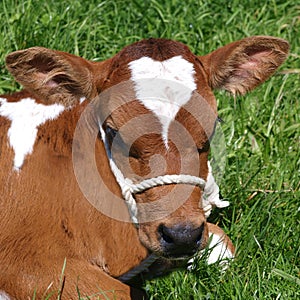 Ayrshire Calf