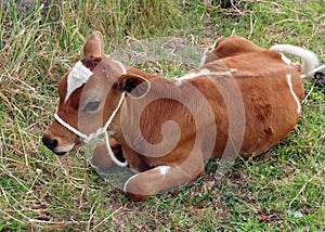 Ayrshire calf