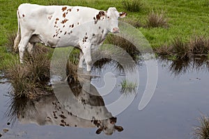 Ayrshire cattle are a breed of dairy cattle from Ayrshire in southwest Scotland.