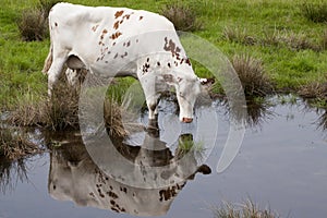 Ayrshire cattle are a breed of dairy cattle from Ayrshire in southwest Scotland.