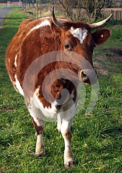 Ayrshire Cow photo