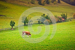 Ayrshire Cow photo