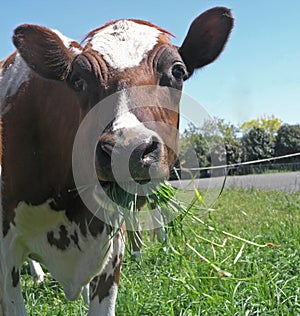 Ayrshire Cow Eating