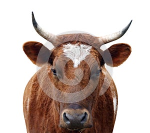 Ayrshire Cow with Horns photo