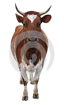 Ayrshire Cow with Horns photo