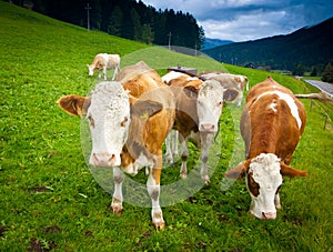 Ayrshire Cows photo