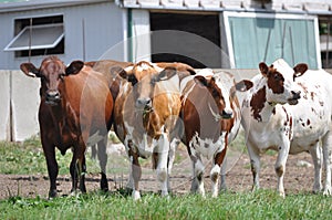 Ayrshire Cows in Barn yard S/W Ontario photo