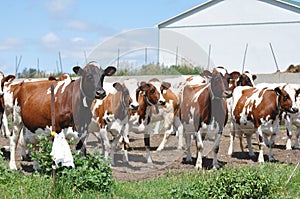 Ayrshire Cows in Barn yard S/W Ontario