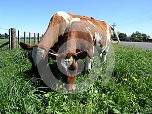 Ayrshire Cows Grazing