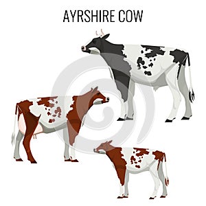 Ayrshire cows on white. Vector illustration of dairy cattle