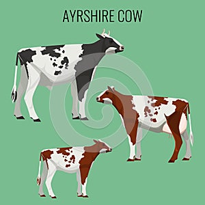 Ayrshire cows on white. Vector illustration of dairy cattle