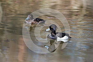 Aythya fuligula, Tufted Duck.