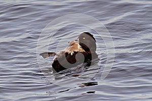 Aythya fuligula Tufted duck