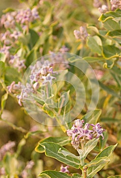 Ayurveda Medicinal Plant Calotropis Gigantea photo