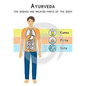 Ayurveda vector illustration. The doshas and related parts of the body.