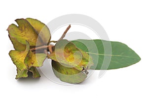 Ayurvedic arjun fruit