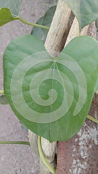 Ayurvedic giloy plant of india