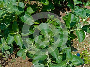 Ayurvedic  herb ashwagandha plant  or Withania somnifera