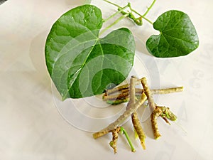 Ayurvedic herb giloy leaf and stem