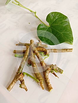 Ayurvedic herb giloy leaf and stick
