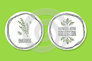Ayurvedic Herb - Product Label with Shatavari