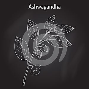 Ayurvedic Herb Withania somnifera, known as ashwagandha, Indian ginseng, poison gooseberry, or winter cherry