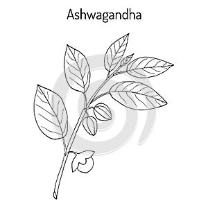 Ayurvedic Herb Withania somnifera, known as ashwagandha, Indian ginseng, poison gooseberry, or winter cherry photo