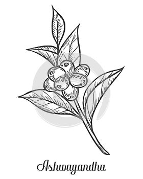 Ayurvedic Herb Withania somnifera, known as ashwagandha, Indian ginseng, poison gooseberry, or winter cherry. Hand drawn engraved photo