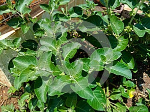 Ayurvedic  herbal ashwagandha plant  or Withania somnifera