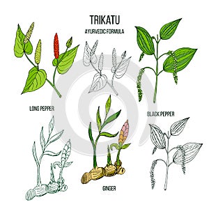 Ayurvedic herbal remedy formula Trikatu