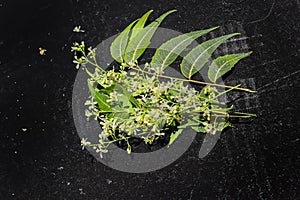 ayurvedic herbs neem flowers and leaves on black background,selective focus on neem herbal