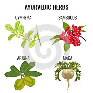 Ayurvedic herbs set on white. Gymnema, sambucus, maca, arjuna