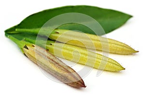 Ayurvedic medicinal Chirata pods with green leaf photo