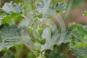 Ayurvedic plant Gokhru  Tribulus terrestris, Land caltrops, Puncture vine green plant with wild thorny fruits on herb Gokhru