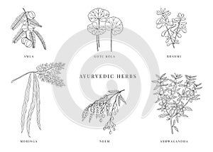 Ayurvedic plants hand drawn vector set