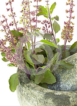 Ayurvedic Remedy Holy Basil photo