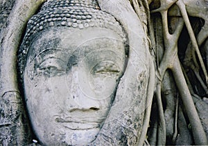 Ayuthaya buddhas head banyan tree thailand