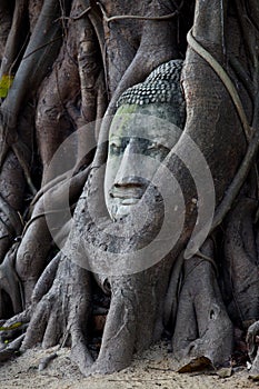 Ayutthaya Buddha