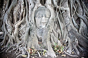 Ayutthaya buddha head