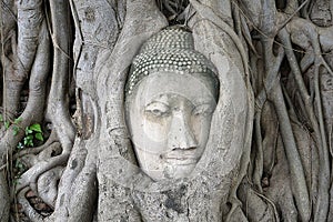 Ayutthaya, Buddha head photo