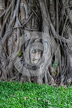 Ayutthaya Buddha Head statue with trapped in Bodhi Tree roots at Wat Maha That, Ayutthaya historical park