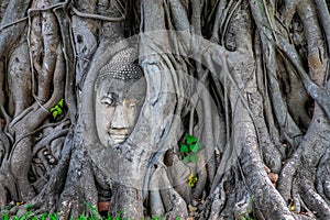 Ayutthaya Buddha Head statue with trapped in Bodhi Tree roots at Wat Maha That, Ayutthaya historical park