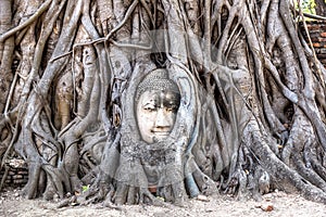 Ayutthaya Head of Buddha statue