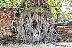 Ayutthaya Head of Buddha statue