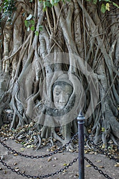 Ayutthaya Province, Thailand, Buddha`s head in the roots of the Bodhi tree in Wat Mahathat.UNESCO World Heritage Site